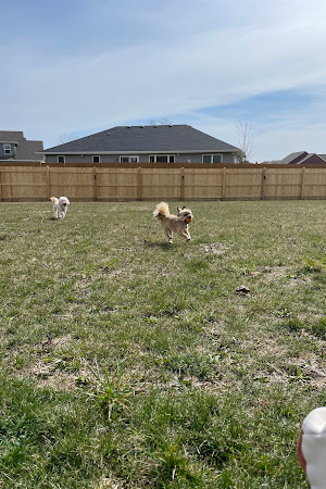 Yutka Fence Customer Review
